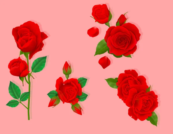 Bella Rosa Rossa Vettore — Vettoriale Stock