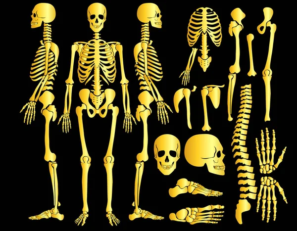 Golden Human Bones Skeleton Silhouette Collection Set — Archivo Imágenes Vectoriales