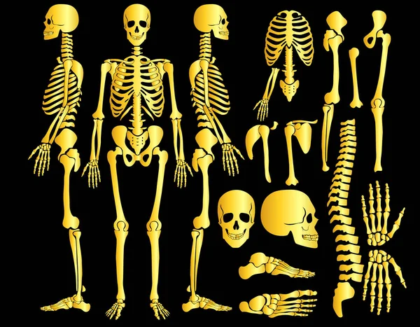 Golden human bones skeleton silhouette collection set