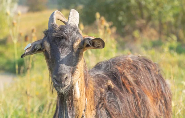 Çimenlikteki kahverengi bir keçinin portresi tam güneş altında fotoğraflandı. — Stok fotoğraf