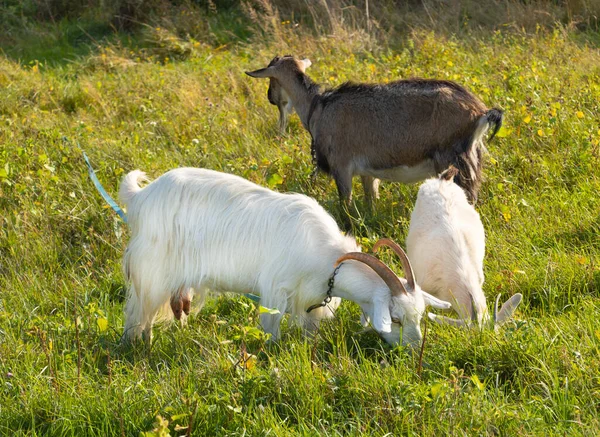 Tarlada birkaç keçi otlanıyor. — Stok fotoğraf