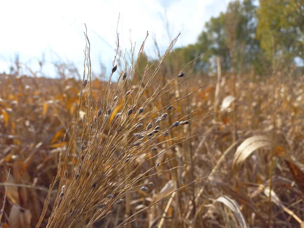 Плантация сорго в поле, капсула семян осенью — стоковое фото