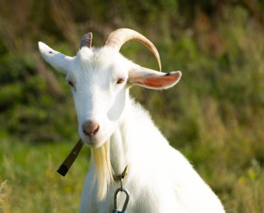 Tarlada genç ve güzel bir keçinin yanına.