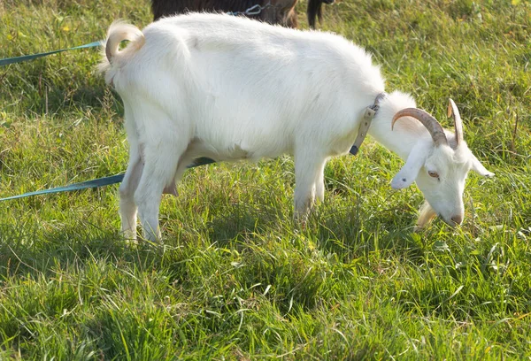 White Goat Eats Grass Field — Stock Photo, Image