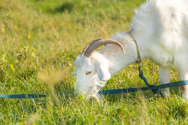 Tarlada Yiyen Beyaz Bir Keçiyi Yakından Çek Seçici Odaklanma — Stok fotoğraf