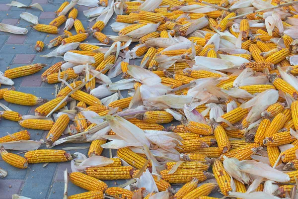 Lots of freshly harvested corn from the field for animal feed — Stock Photo, Image
