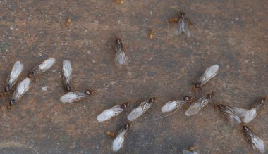 Takım halinde çalışan metal yüzeyinde uçan karıncaların seçmeli odak noktası.