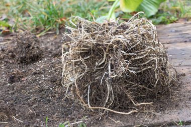 Cala Zantedeschia fabrikasının kök sistemi yeniden saksı açma sürecinde birçok kalabalık kökleri bahçecilik kavramına yakındır.