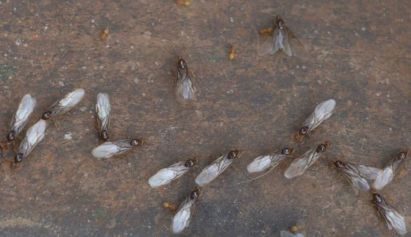 Enfoque selectivo de insectos hormigas voladoras en la superficie de metal que trabajan en equipo — Foto de Stock