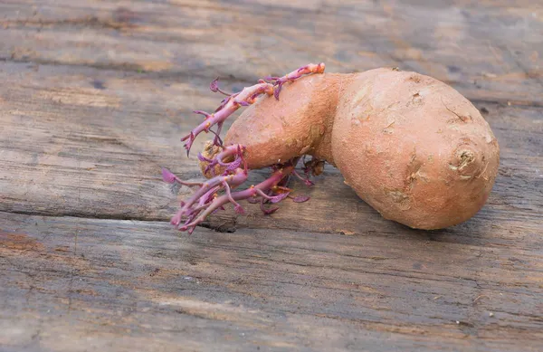 Солодка картопля проросла і вирощувала нові пагони на дерев'яному тлі концепція вирощування солодкої картоплі — стокове фото