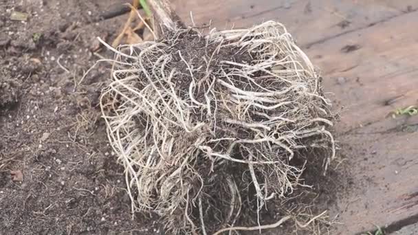 Root System Cala Zantedeschia Plant Close Process Repotting Many Crowded — Stock Video