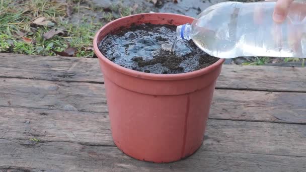 Bij Het Besproeien Van Een Cala Plantenbol Het Water Loopt — Stockvideo