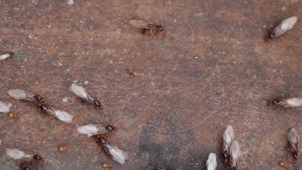 Takım Halinde Çalışan Metal Yüzeyinde Uçan Karıncaların Seçmeli Odak Noktası — Stok video