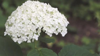 Hydrangea 'nın beyazlar içinde çiçek açtığı yakın plan çekimler - Hydrangea konseptini nasıl önemseyeceğini
