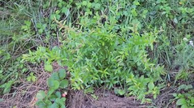 Bahçedeki genç nar ağacı - Konsepti nasıl önemseyeceğini