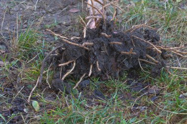 Muz ağacı kökleri çimlerin arkasında. Yakın plan. Muz ağacı dikme kavramı..