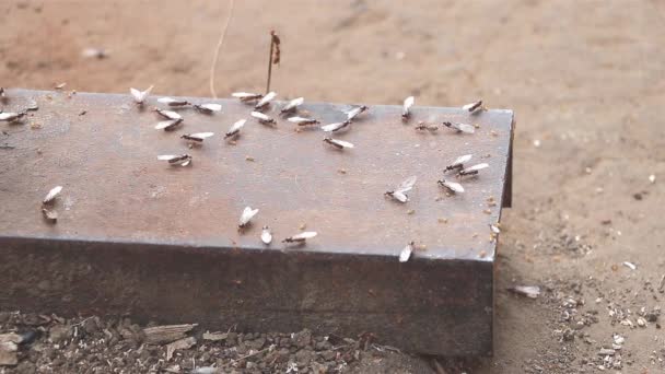 Enfoque Selectivo Insectos Hormigas Voladoras Superficie Metal Que Trabajan Equipo — Vídeo de stock
