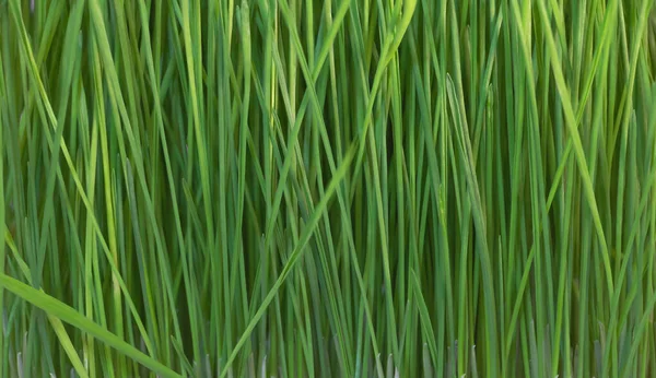 Buğday çimi dokusu arka planda. Evde buğday yetiştirme. Tıbbî bir bitki. — Stok fotoğraf