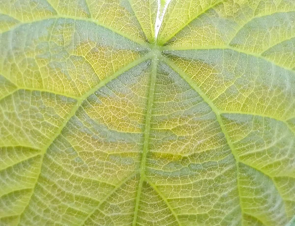 Paulownia Tomentosa macro textura foliar - conceito para o crescimento Paulownia — Fotografia de Stock