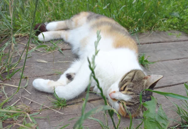 A beautiful cat playing in the grass - Selective focus on the head — Stock Photo, Image