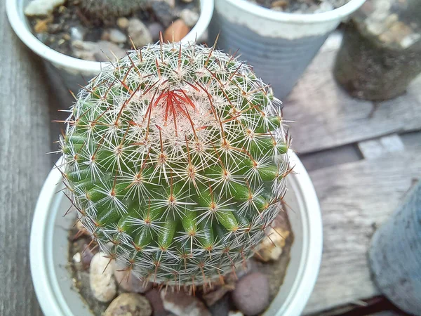 Giovane pianta di cactus Mammillaria nel vaso da vicino - Concetto per la cura del cactus — Foto Stock