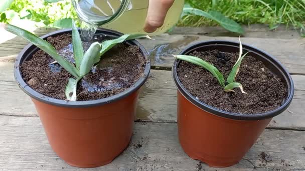Het Drenken Van Twee Jonge Ananassen Planten Potten — Stockvideo