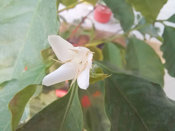 Drzewo kawowe arabskie w rozkwicie z białym kwiatem — Zdjęcie stockowe