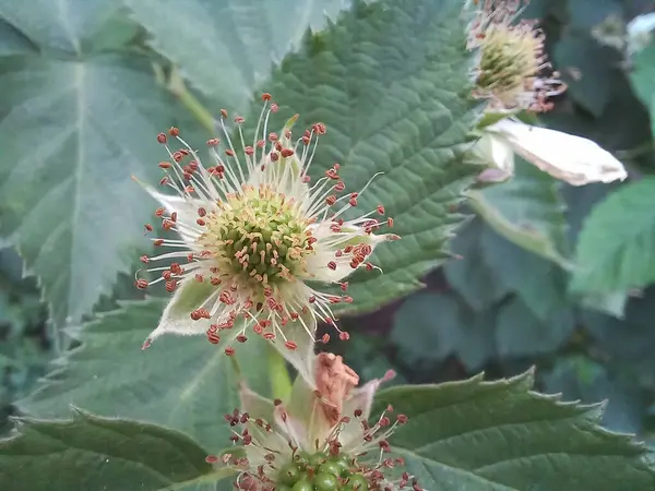 Böğürtlen çiçeği, makroyu yeşil arka planda kapat.