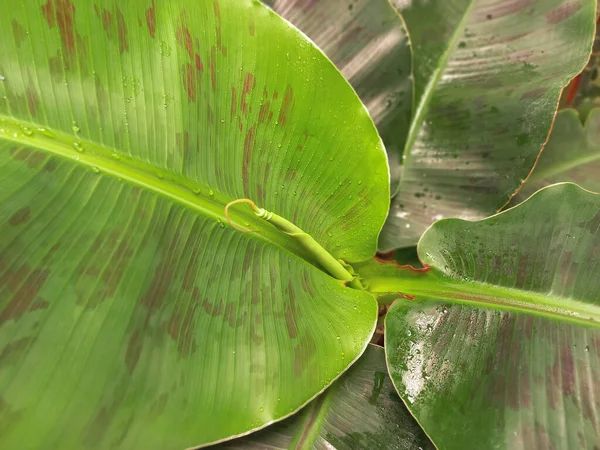 Выращивание нового листа на банановом дереве - Капли воды на листьях — стоковое фото