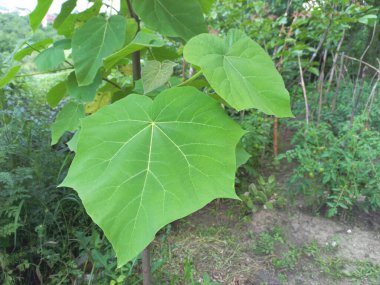 Paulownia tomentosa Paulownia tomentosa. Yazın yaprakları çok güzel olur. Paulownia Tomentosa 'yı evde yetiştirme kavramı.