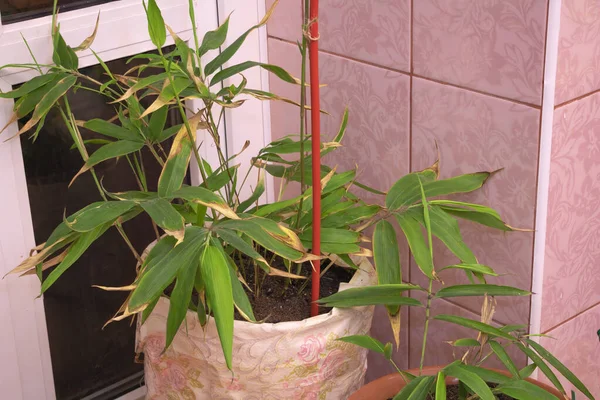 Бамбук Растет Внутри Кастрюли Декоративное Растение — стоковое фото
