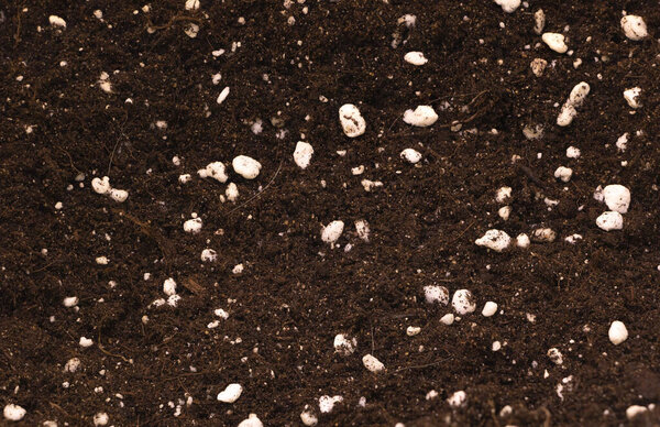 Potting soil mixed with perlite good for indoor plants concept