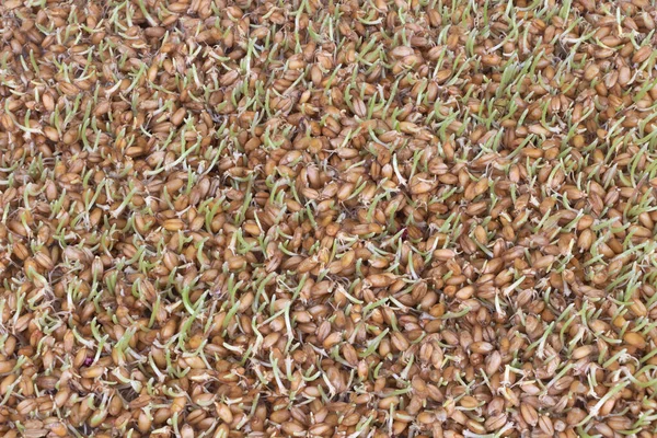 Filizlenmiş Buğday Tohumları Desenli Meyve Suyu Için Buğday Çimi Yetiştirmek — Stok fotoğraf