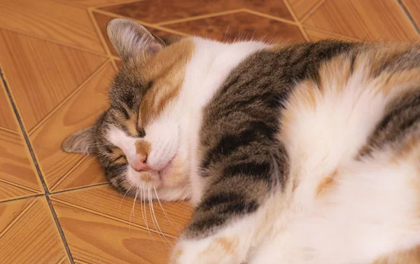 Primer plano de un hermoso gato durmiendo en el suelo —  Fotos de Stock