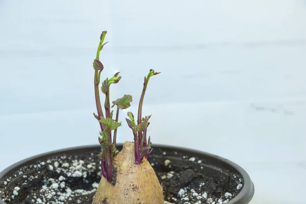 La batata crece en la maceta con nuevos brotes y hojas exuberantes en el interior. Crecer como planta decorativa — Foto de Stock