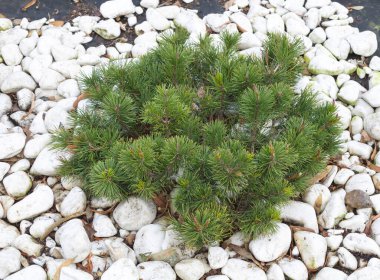 Bazı küçük çam ağaçları ekilmiş ve etrafına çakıllar dikilmiş..