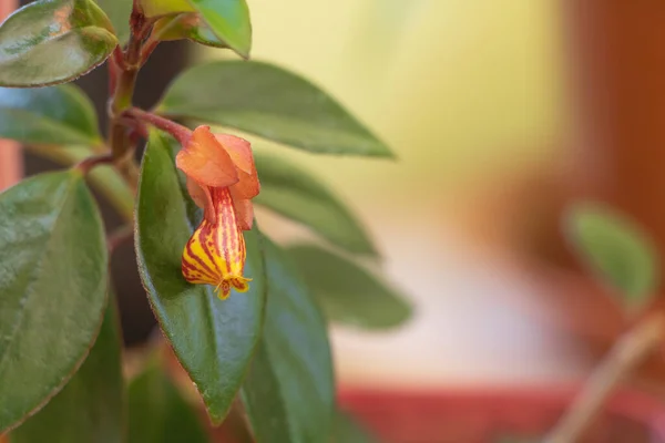 Nematanthus Goldfish Plant Bloom Selective Focus Flower Concept Care Nematanthus — Stock Photo, Image