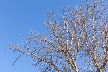 Bir sonbahar günü, mavi gökyüzü olan bir ormanda çıplak ağaçların alçak açılı görüntüsü..