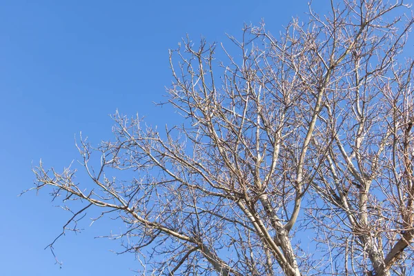 Laaghoekige Opname Van Kale Bomen Een Bos Een Herfstdag Met — Stockfoto