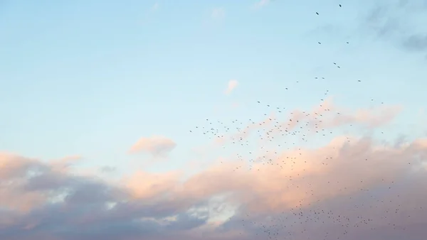 Cielo Azul Nublado Con Pájaros Volando — Foto de Stock