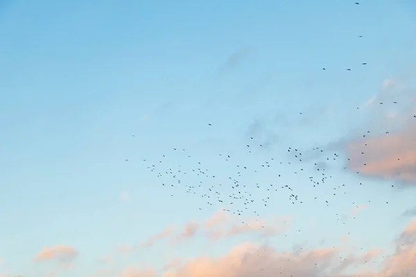 Cielo Azul Nublado Con Pájaros Volando —  Fotos de Stock