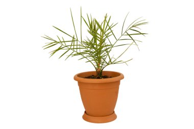 Tencerede güzel bir palmiye ağacı, beyaz arka planda izole edilmiş palmiye kavramına nasıl dikkat edileceği - hurma ağacı Phoenix Dactylifera .