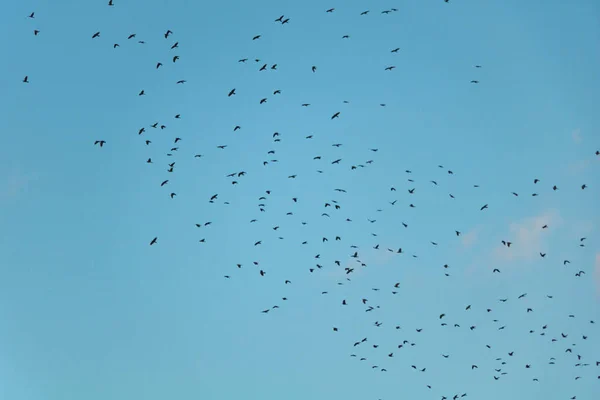在蓝色晴朗的天空中飞行的一群小鸟的低角度镜头 — 图库照片