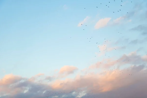 Céu Azul Nublado Com Alguns Pássaros Voando — Fotografia de Stock