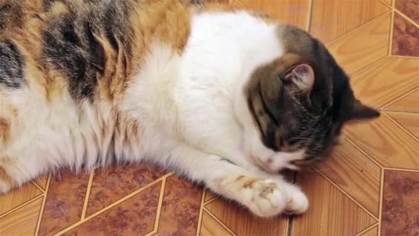 美しい猫が床に座って足で洗っている — ストック動画