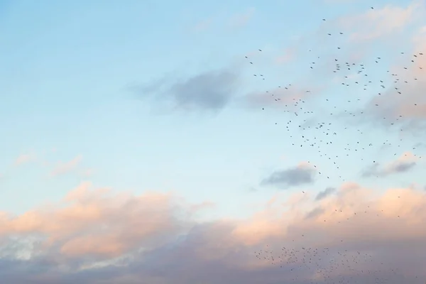 Ein blauer bewölkter Himmel mit fliegenden Vögeln — Stockfoto