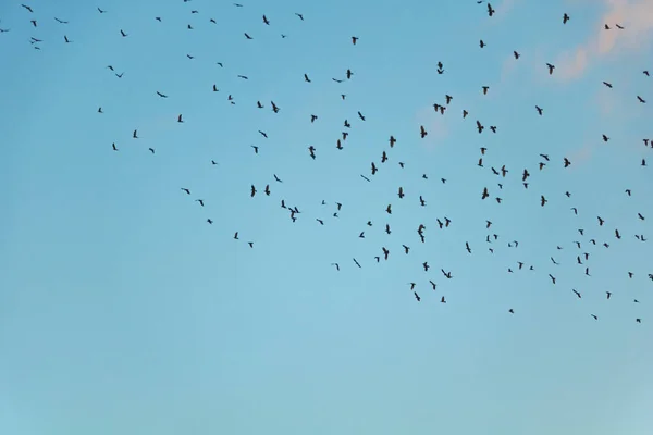 蓝云的天空，一群鸟儿在飞翔 — 图库照片