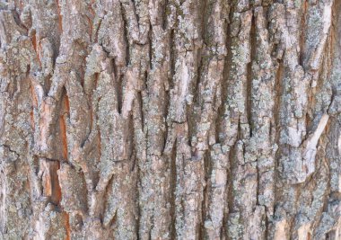 Ağaç kabuğunun kapatılması - arkaplan için mükemmel.