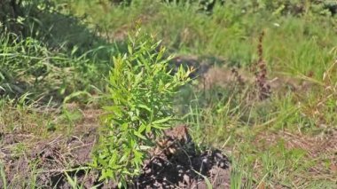 Bahçedeki çok genç bir nar ağacını yakından çek.