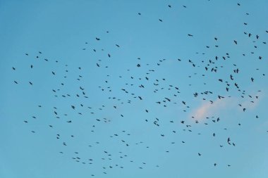 Mavi gökyüzünde uçan bir kuş sürüsünün alçak açılı görüntüsü..